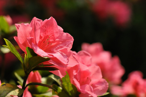 杜鵑花開花后怎么修剪,剪掉殘花和爛枝