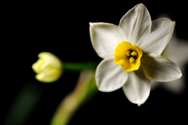 冬天水仙花的養(yǎng)殖方法,控制溫度人工增光