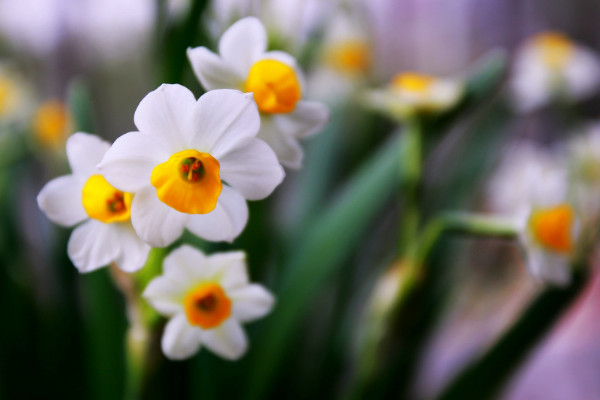冬天水仙花的養(yǎng)殖方法,控制溫度人工增光