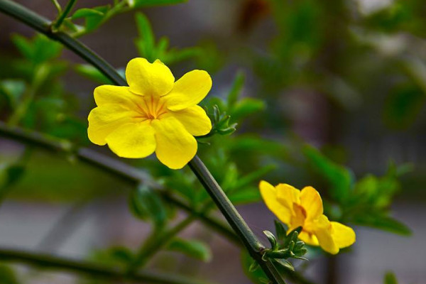 迎春花根怎樣變粗,挑選半木質化枝條扦插栽植