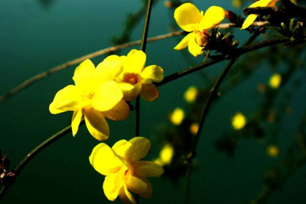 迎春花根怎樣變粗,挑選半木質化枝條扦插栽植