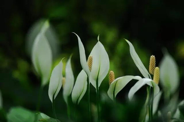 一帆風(fēng)順葉尖發(fā)黃干枯怎么辦,及時(shí)提供光照補(bǔ)充水分