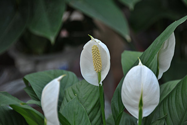 一帆風(fēng)順葉尖發(fā)黃干枯怎么辦,及時(shí)提供光照補(bǔ)充水分