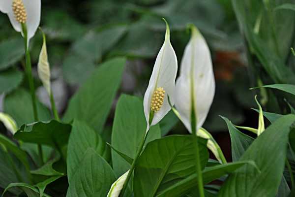 一帆風(fēng)順葉尖發(fā)黃干枯怎么辦,及時(shí)提供光照補(bǔ)充水分