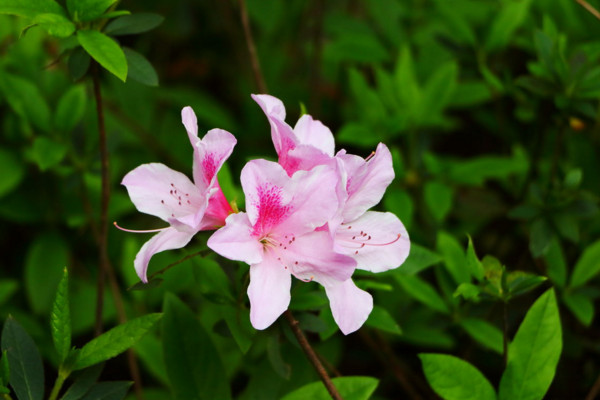 杜鵑花掉葉子怎么撲救,停止澆水更換微酸性土