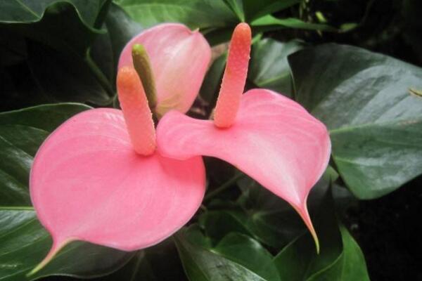粉掌的花為什么不粉了,可能是因?yàn)槿鄙俟庹諏?dǎo)致