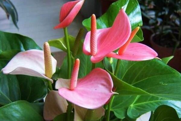 粉掌的花為什么不粉了,可能是因?yàn)槿鄙俟庹諏?dǎo)致
