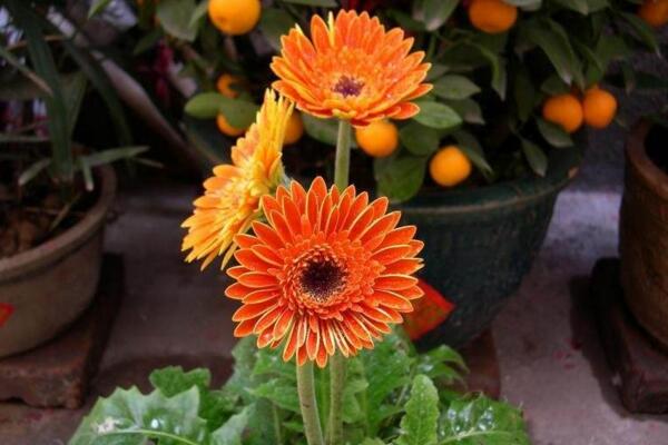 扶郎花的種植方法,春秋季播種成活率最高