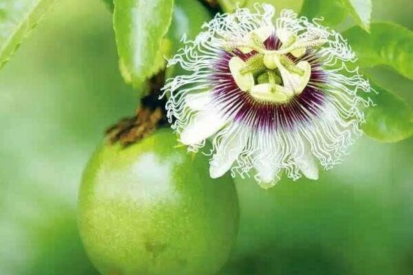 百香果不開花怎么催花,加強光照并保證養分充足