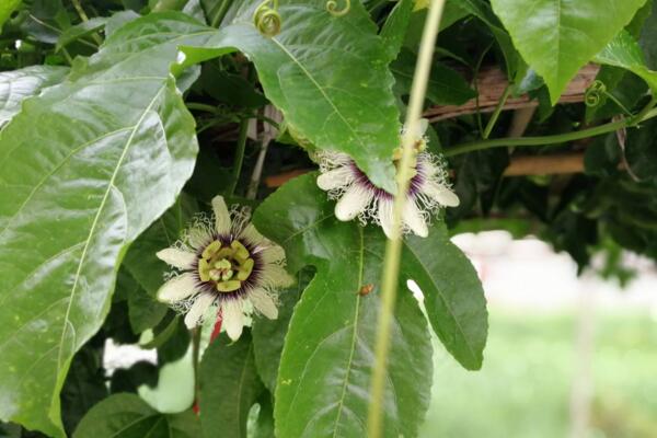 百香果不開花怎么催花,加強光照并保證養分充足