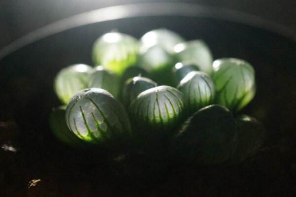 冰燈玉露爛根怎么辦,及時(shí)修剪并更換盆土