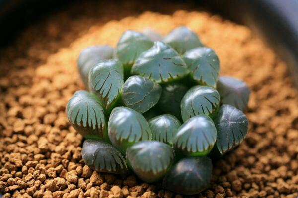 冰燈玉露爛根怎么辦,及時(shí)修剪并更換盆土