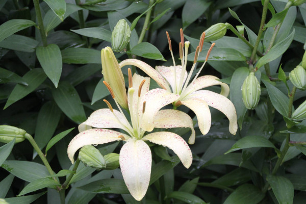 百合花葉子發(fā)黃怎么辦,調(diào)節(jié)水分/光照并殺蟲除菌