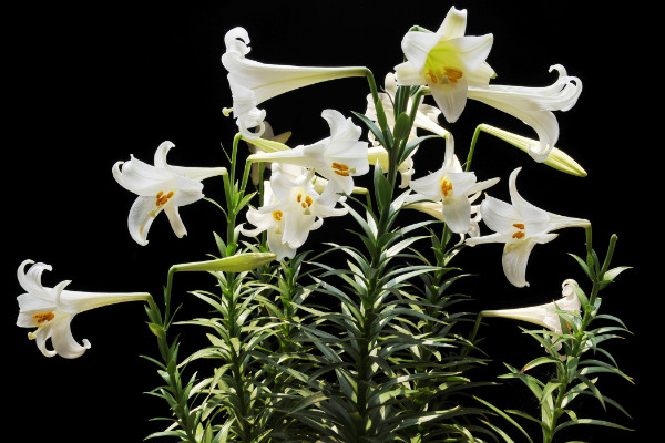 百合花葉子發(fā)黃怎么辦,調(diào)節(jié)水分/光照并殺蟲除菌