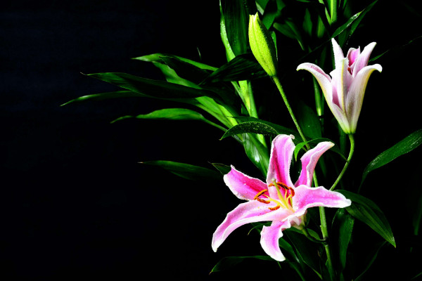 百合花葉子發(fā)黃怎么辦,調(diào)節(jié)水分/光照并殺蟲除菌