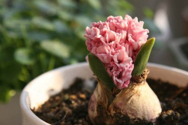 風信子花謝后怎么處理,繼續栽培或冷藏保存種球