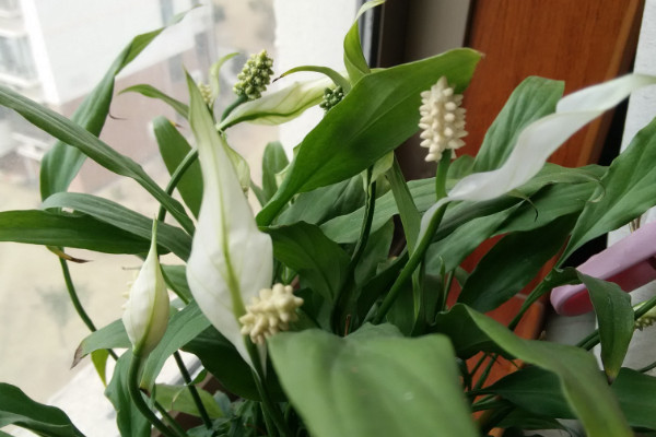 白掌葉子下垂怎么辦,減少光照和過濕積水