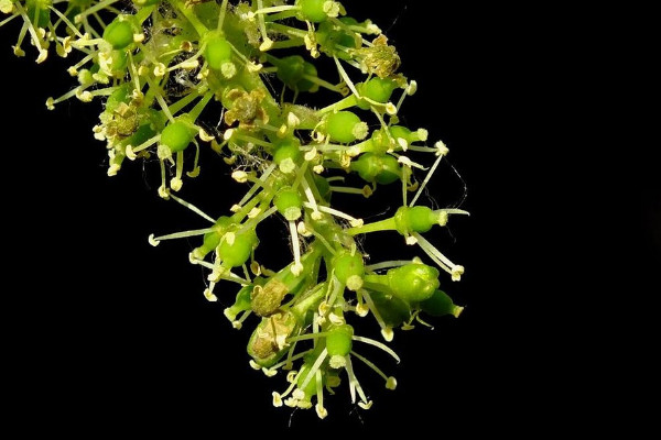 世界上最高貴神秘的花,優曇婆羅花象征佛陀出世