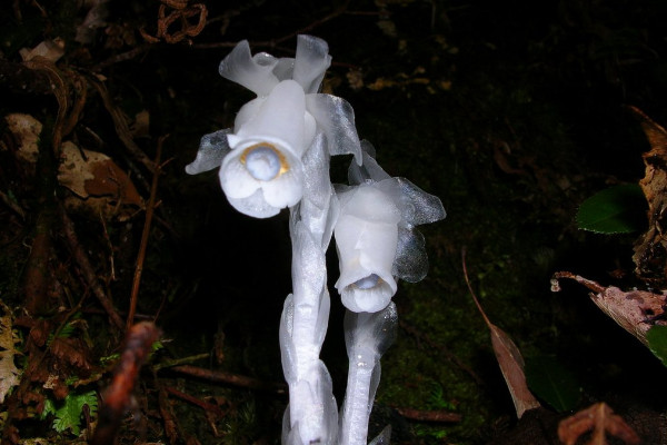 世界上最高貴神秘的花,優曇婆羅花象征佛陀出世