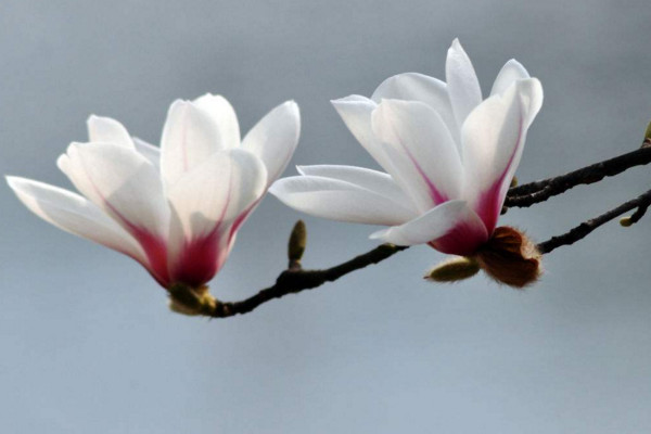 春天有哪些花開放,迎春花每年2~4月開放