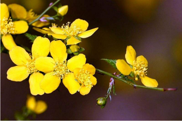 春天有哪些花開放,迎春花每年2~4月開放