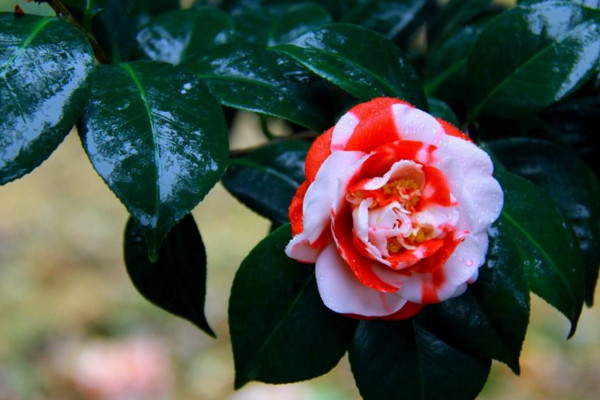 春天有哪些花開放,迎春花每年2~4月開放