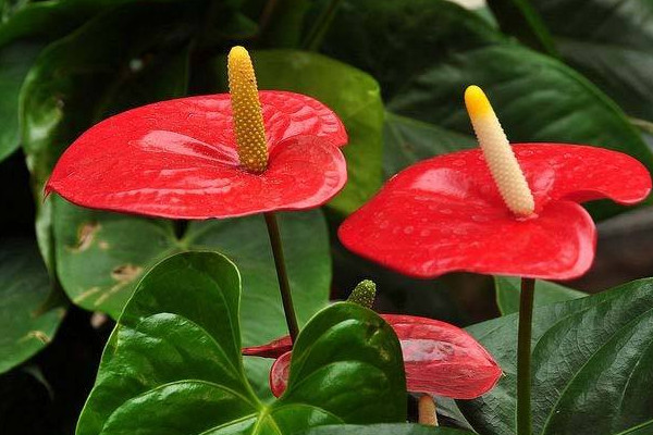 紅掌花怎么養,半月施肥一次保證充足光照