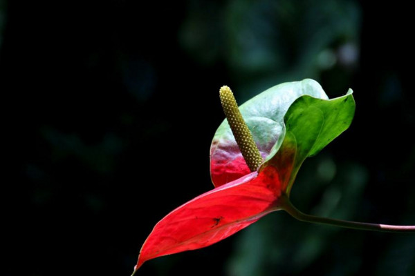 紅掌花怎么養,半月施肥一次保證充足光照