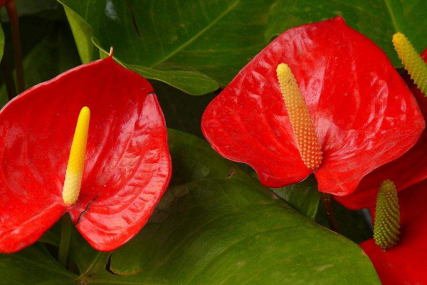 紅掌花怎么養,半月施肥一次保證充足光照