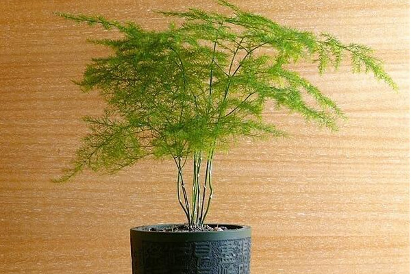 文竹怎么養才能更旺盛,提供充足散射光及時施肥