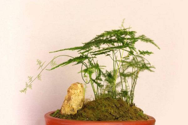 文竹怎么養才能更旺盛,提供充足散射光及時施肥