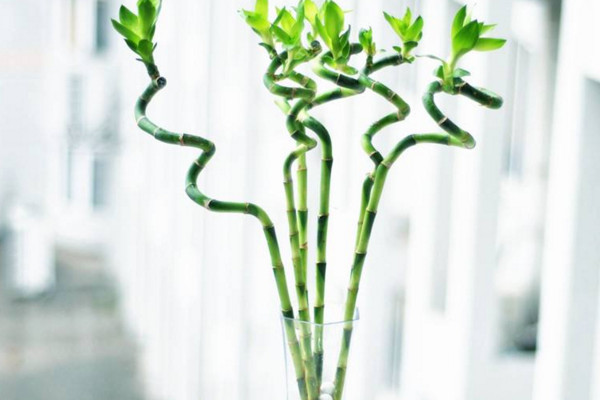 富貴竹怎么養(yǎng)才能生根,做好根莖處理工作保持溫度