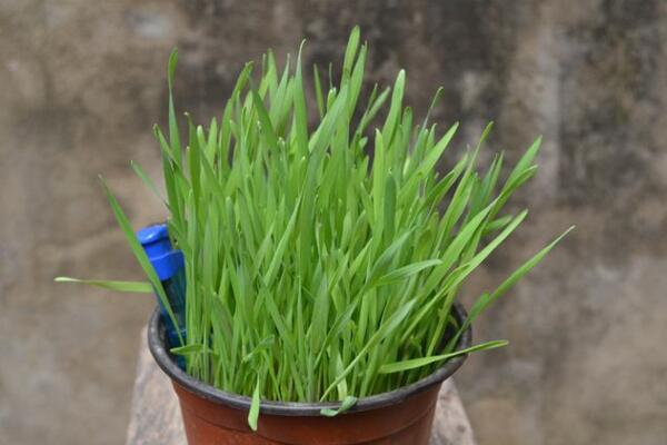 黑麥草種植方法，5步即可完成黑麥草的種植