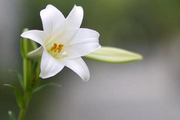 百合開花后怎么處理,及時修剪并適當追肥