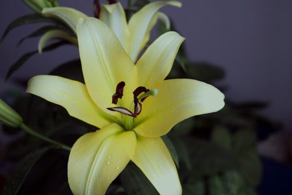 百合開花后怎么處理,及時修剪并適當追肥