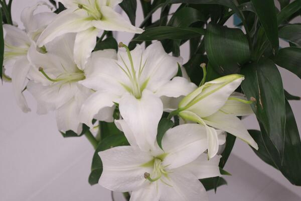 百合開花后怎么處理,及時修剪并適當追肥