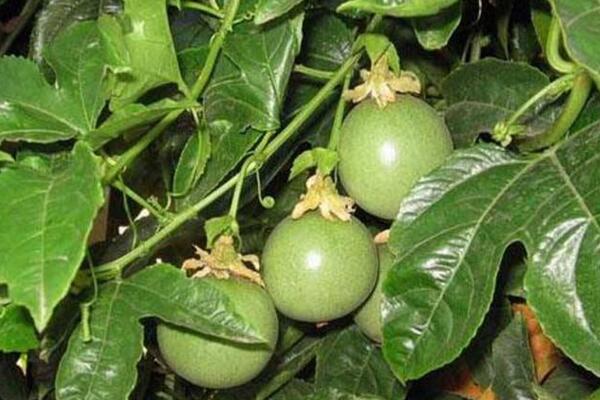 百香果如何種植,5步即可完成百香果的種植
