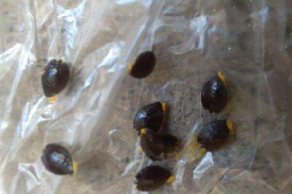 百香果如何種植,5步即可完成百香果的種植