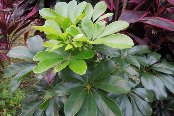 鵝掌藤會開花嗎,花期在每年的7月份