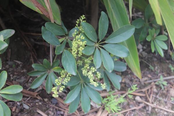 鵝掌藤會開花嗎,花期在每年的7月份