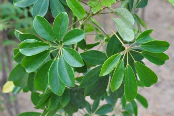 鵝掌藤會開花嗎,花期在每年的7月份