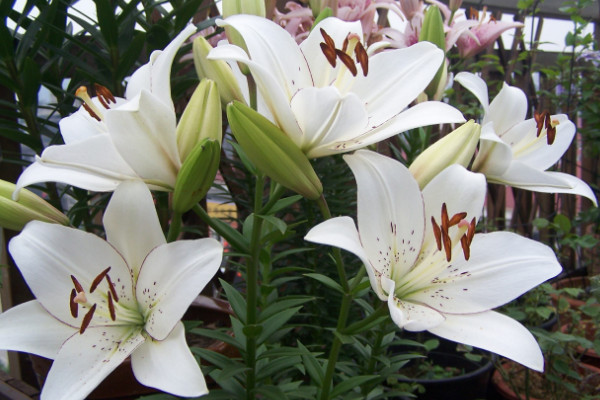 如何讓百合分叉多開花,三種養(yǎng)殖手段讓花多開