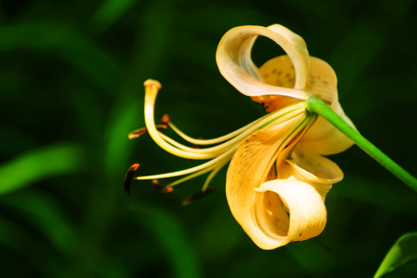 如何讓百合分叉多開花,三種養(yǎng)殖手段讓花多開