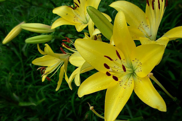 如何讓百合分叉多開花,三種養(yǎng)殖手段讓花多開