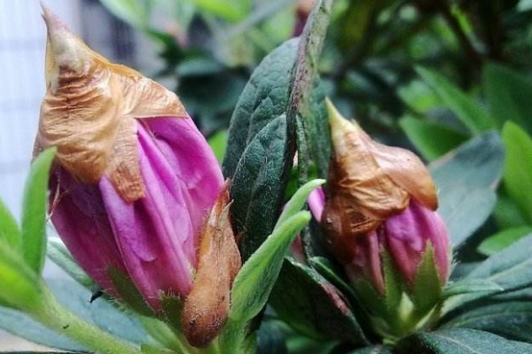 杜鵑花花苞干了怎么辦,追施磷肥/增加通風