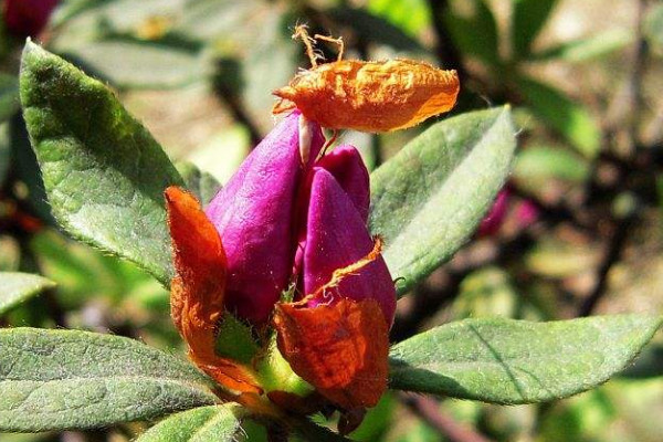 杜鵑花花苞干了怎么辦,追施磷肥/增加通風