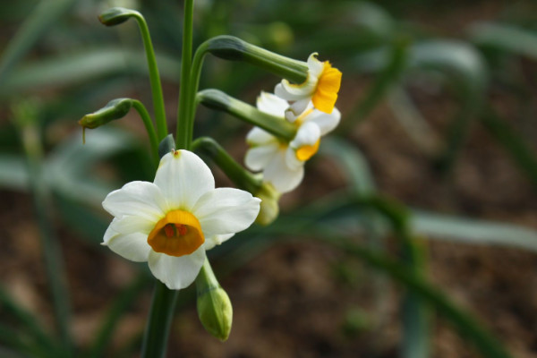 水仙花什么時候開花,春季1~3月份綻放