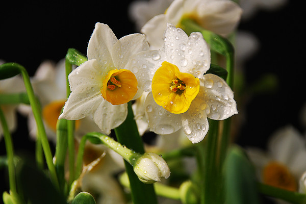 水仙花什么時候開花,春季1~3月份綻放