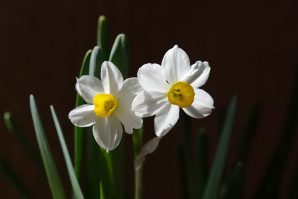水仙花什么時候開花,春季1~3月份綻放