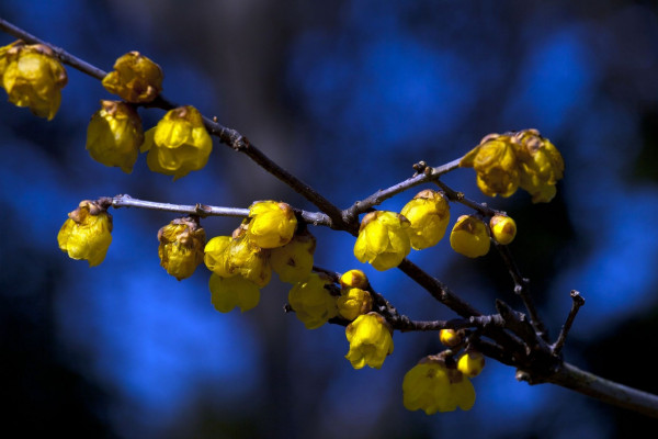 臘梅花可以放臥室嗎,可放在臥室通風(fēng)陽(yáng)臺(tái)處